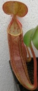 Nepenthes sanguinea XXS